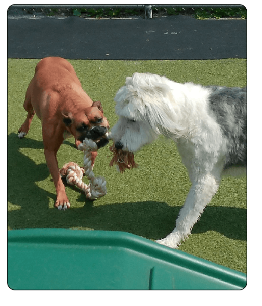 Bark N Park Elements - Services