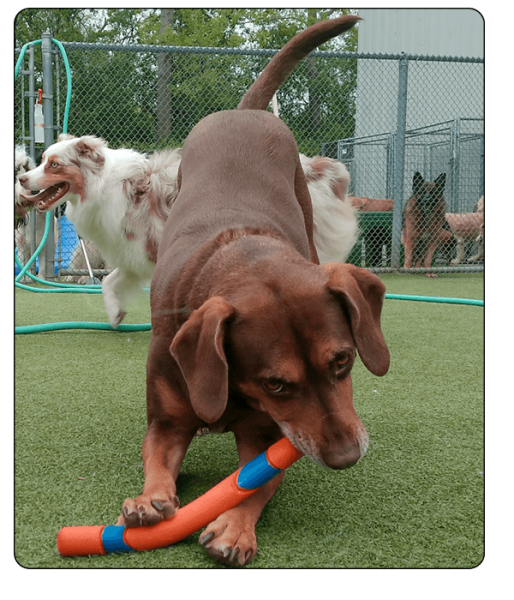 Bark N Park Elements - Services4