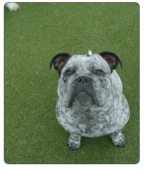 Bark N Park Elements - Services5