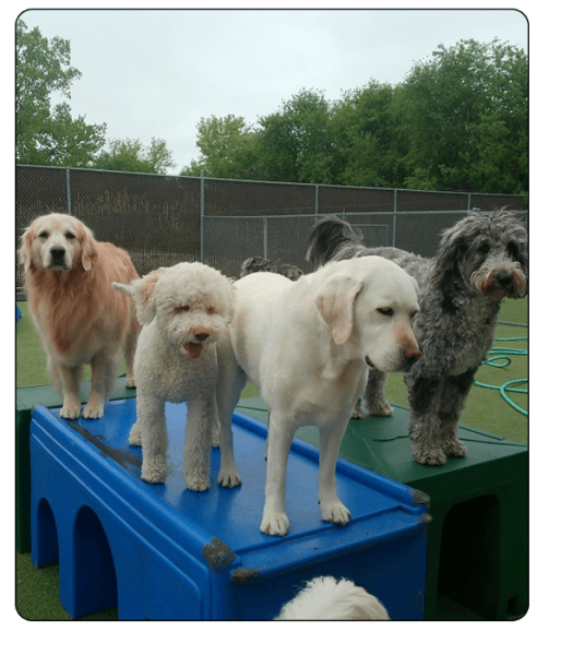 Bark N Park Elements - Services7