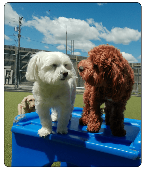 Bark N Park Elements - daycare6