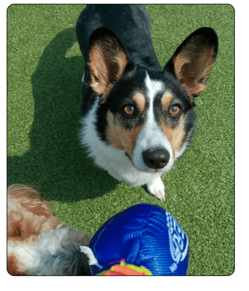 Bark N Park Elements_about2