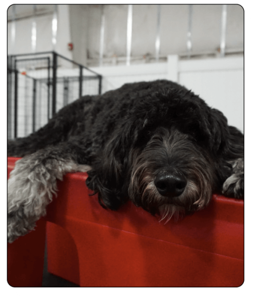 Bark N Park Elements_boarding