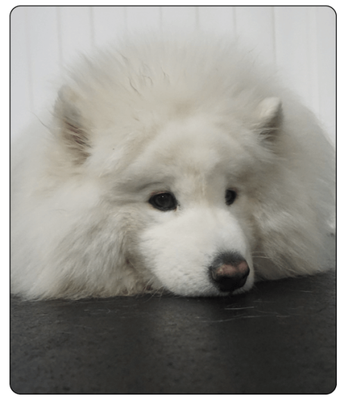 Bark N Park Elements_boarding2