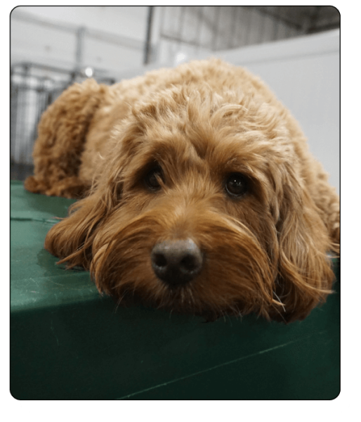 Bark N Park Elements_boarding3