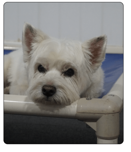 Bark N Park Elements_boarding4