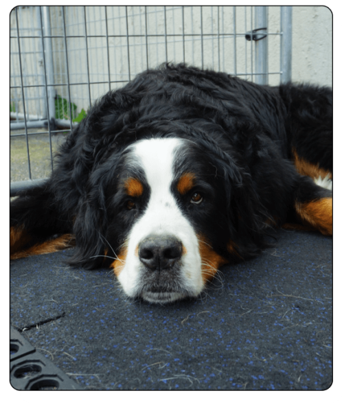 Bark N Park Elements_boarding5