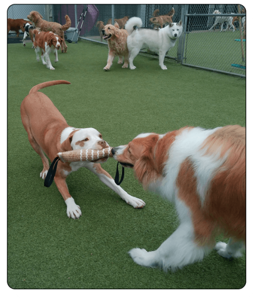 Bark N Park Elements_daycare