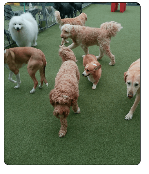 Bark N Park Elements_daycare5