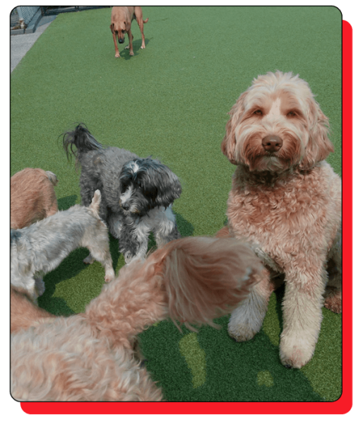 Bark N Park Elements_home