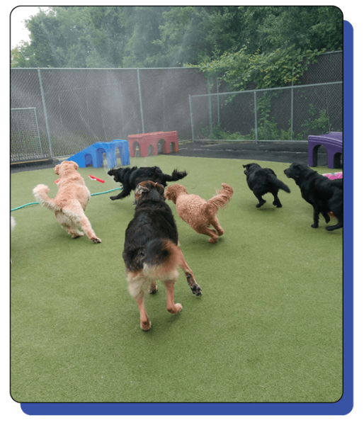 Bark N Park Elements_home2