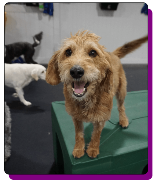 Bark N Park Elements_home3