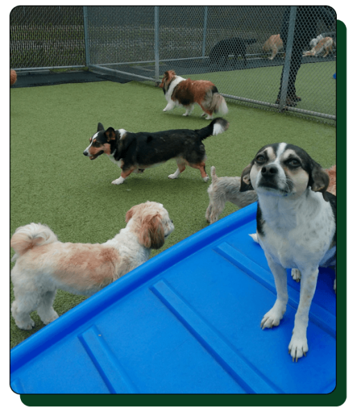 Bark N Park Elements_home4