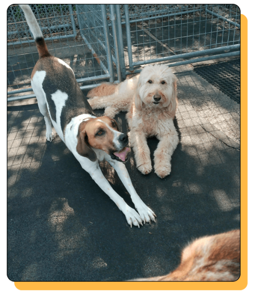 Bark N Park Elements_home5